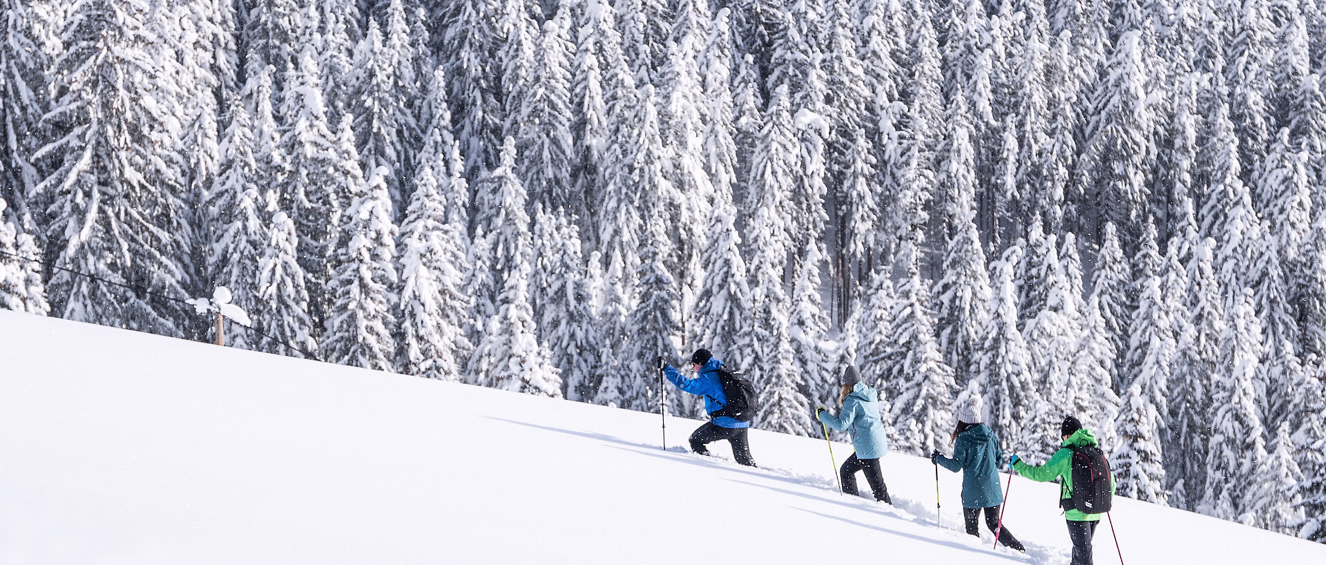 Four hikers walking up a snowy hill with pine trees in the background